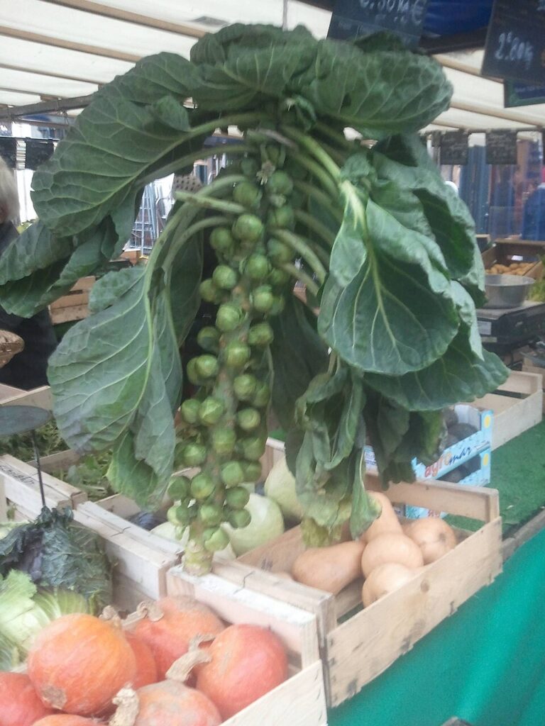 Rosenkohl