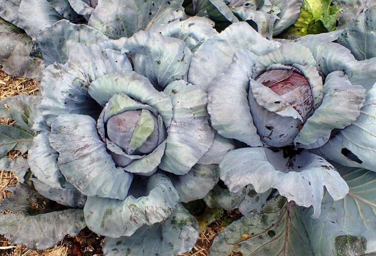 Rotkohl