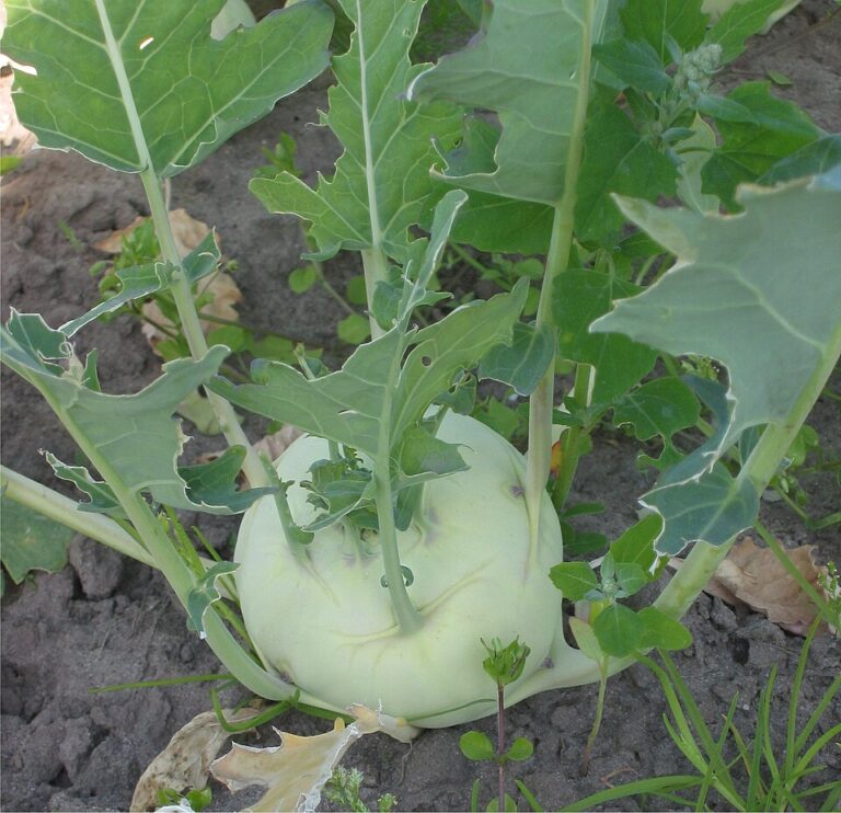 Kohlrabi