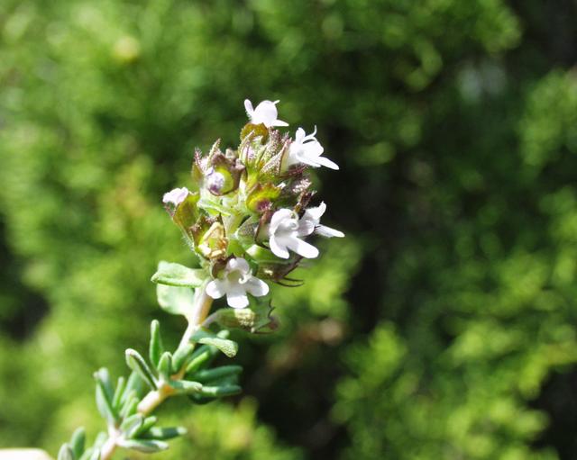 Thymian