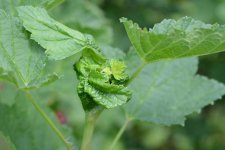 Johannisbeertrieblaus