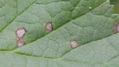 Septoria-Blattfleckenkrankheit